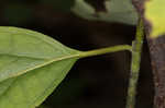 Southern spicebush <BR>Pondberry